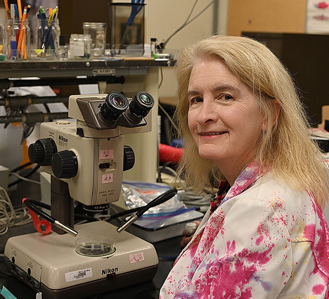 Aquatic entomologist Sharon Lawler, professor emerita, at her microscope in Briggs Hall. (Photo by Kathy Keatley Garvey)