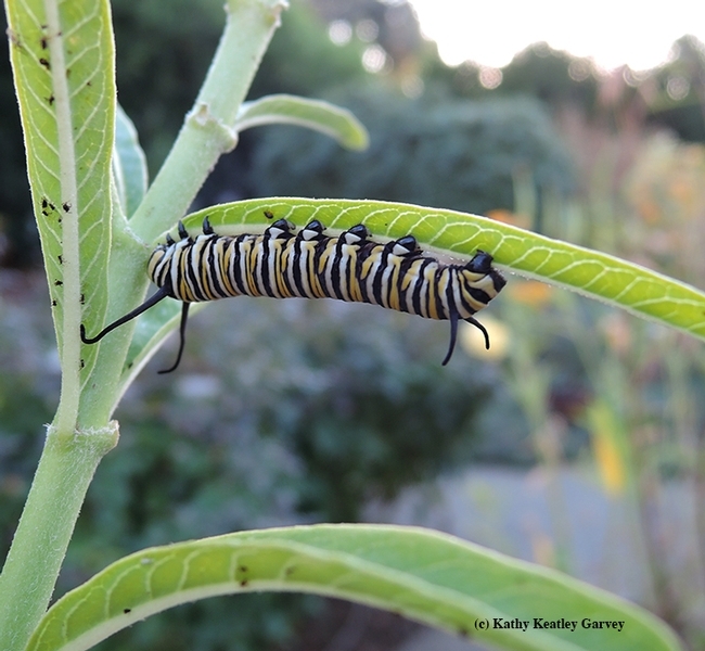 A monarch caterpillar chewing on narrow-leafed milkweed, Asclepias fascicularis. (Photo by Kathy Keatley Garvey)