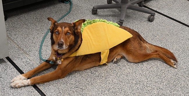 Juniper, dressed as a taco, rests in an aisle. He's the mascot of UC Davis biolog manager Ivana Li, who catered the event. (Photo by Kathy Keatley Garvey)