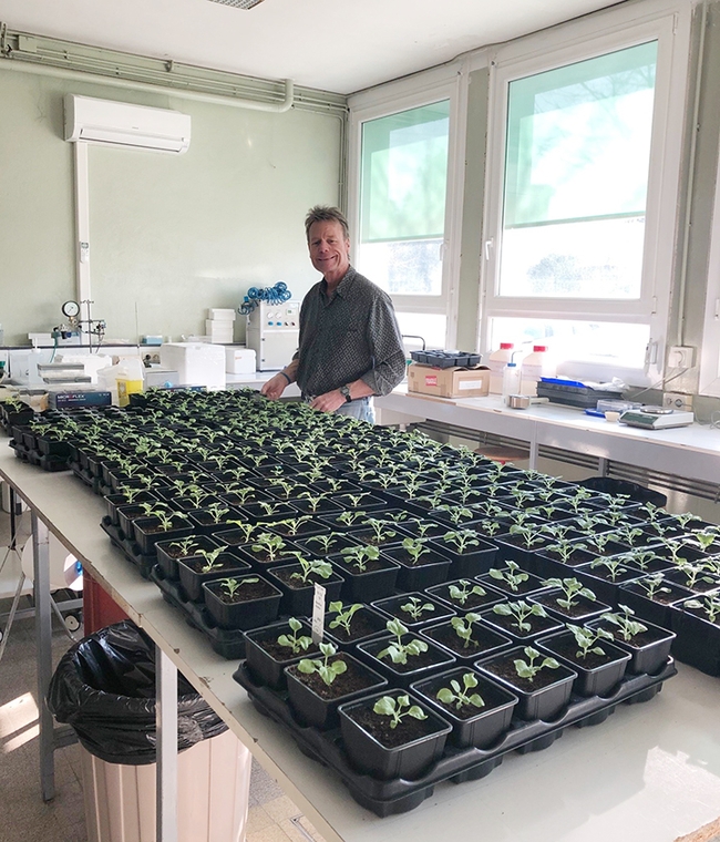 Jean-Marc Leininger, husband of UC Davis distinguished professor Diane Ullman, preparing to mechanically inoculate plants.