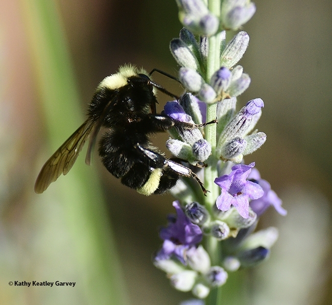 A yellow-faced bumble bee, Bombus vosnesenskii, nectaring on lavender in Vacaville, Calif. (Photo by Kathy Keatley Garvey)