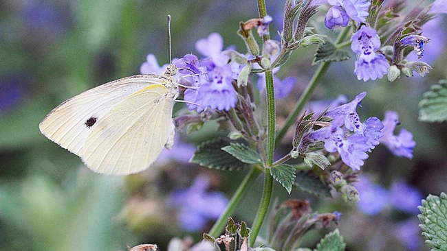 The cabbage white butterfly, Pieris rapae. (Photo by Kathy Keatley Garvey)