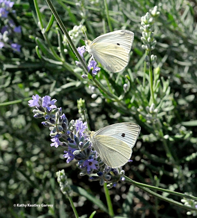 Art Shapiro spotted two cabbage white butterflies on Feb. 8, 2023 in West Sacramento. He spotted the first one, a female, at 11:22 a.m. At 11:38, he saw a male. He recorded them but did not collect them. Note: These images aren't them. (Photo  by Kathy Keatley Garvey)