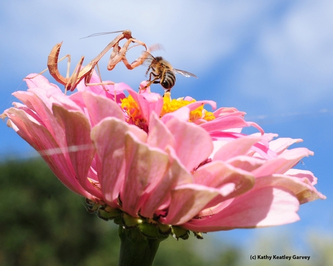 This photo of a praying mantis lunging at a honey bee won the gold award for best feature photo in the ACE competition. (Photo by Kathy Keatley Garvey)