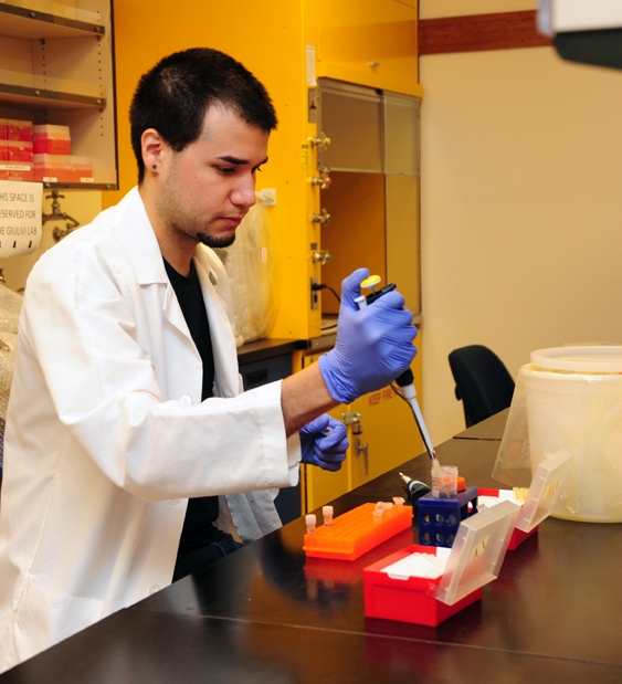 Graduate student researcher Jose E. Pietri working in the Luckhart lab. (Photo by Kathy Keatley Garvey)