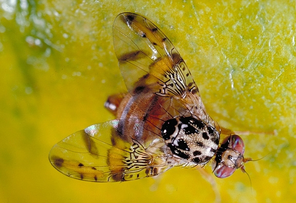 Mediterranean fruit fly.  (Photo by Jack Kelly Clark)