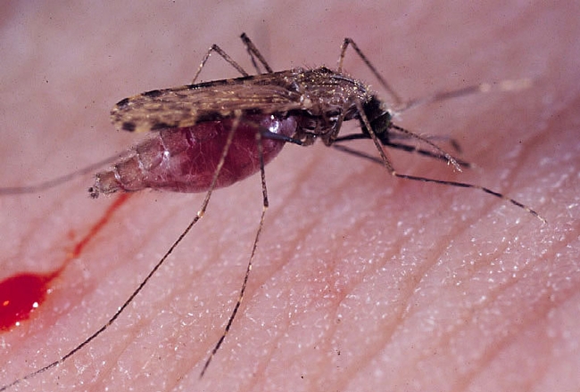 Malaria mosquito, Anopheles gambiae. (Photo by Anthony Cornel, Kearney Agricultural Research and Extension Center)