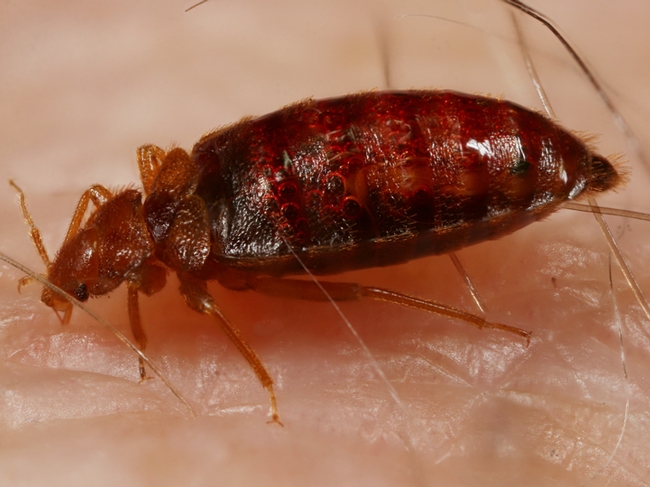 This is the insect that Kenneth Haynes researches--the bed bug. (Courtesy Photo