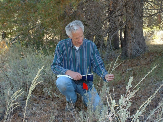 Rick Karban examining sagebrush in his study plot.