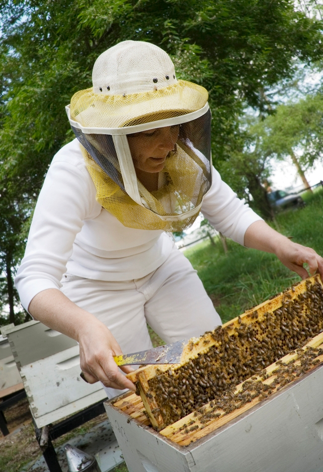 Maryann Frazier working a hive. (Photo courtesy of Penn State)