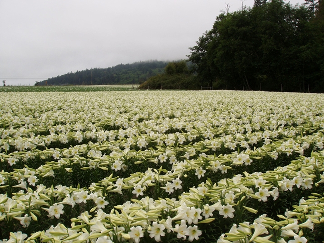 Easter lily field in the tiny town of Smith River, Del Norte County, Calif. (Photo Courtesy of Easter Lily Research Foundation)