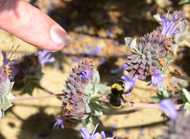 Robbin Thorp points out a yellow-faced bumble bee, Bombus vosnesenskii in the Haagen-Dazs Honey Bee Haven on Bee Biology Road. (Photo by Kathy Keatley Garvey)