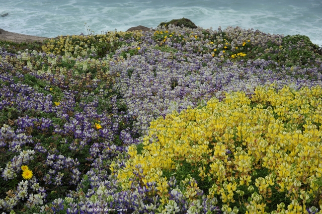 This photo of lupine at Bodega Head appears in the book. (Photo by Kathy Keatley Garvey)