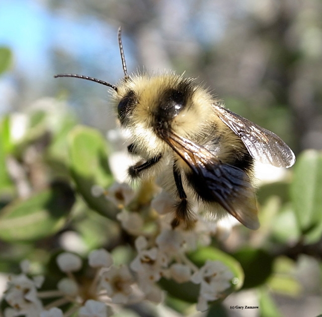 This photo of Bombus melanopygus, a male, appears in the book. (Photo by Gary Zamzow)