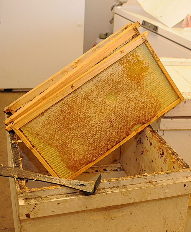 A frame of honey from the Harry H. Laidlaw Jr. Honey Bee Research Facility, UC Davis. (Photo by Kathy Keatley Garvey)