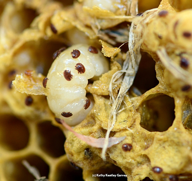 An infestation of varroa mites in honey bee hive. (Photo by Kathy Keatley Garvey)