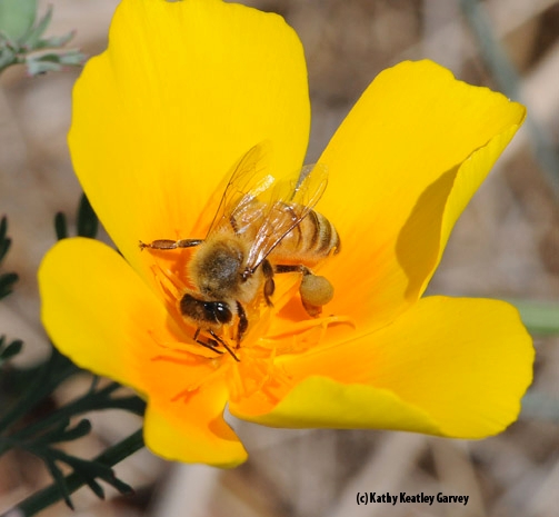 honey bee on poppy
Honey bee on California poppy. The Campus Buzzway will feature California poppies, coreopsis and lupine. (Photo by Kathy Keatley Garvey)