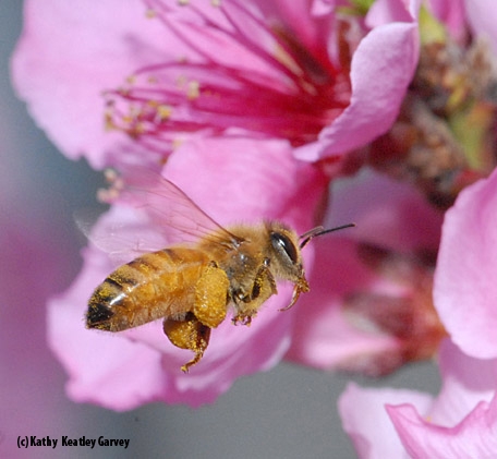 Honey bee heads toward nectarine blossom. (Photo by Kathy Keatley Garvey)