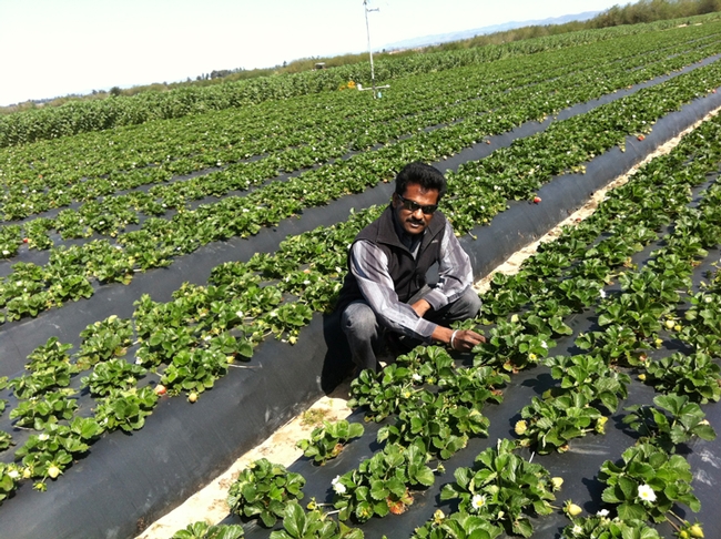 Surendra Dara working in a strawberry field.