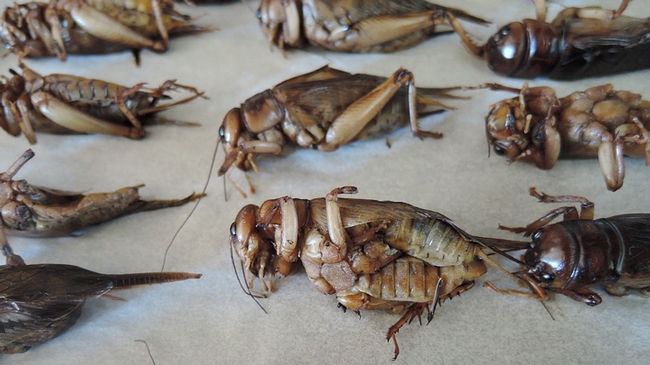 These Cambodiam crickets were described as a 