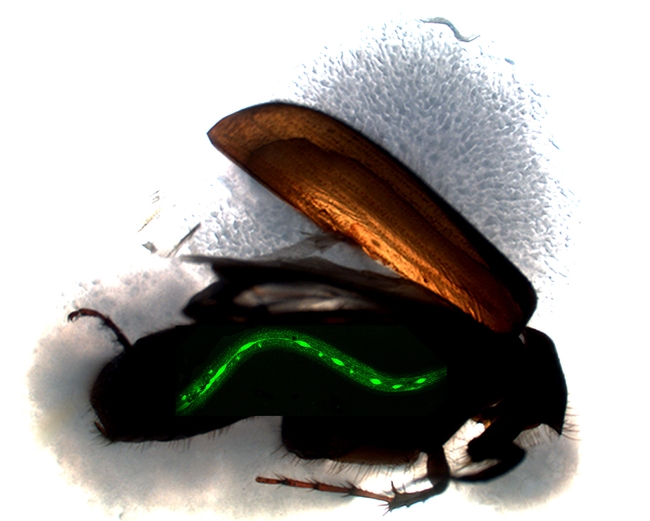 This dissected decomposing Serica sp. beetle from the Los Angeles area is surrounded by bacteria, fungi, and an associated Pristionchus sp. nematode. Superimposed on the beetle is a Pristionchus pacificus nematode expressing the fluorescent GFP pattern of the obi-1 gene that mediates the nematode-beetle interaction. We (the Hong lab) are just beginning to identify the genetic components of this omnipresent but little-understood interaction between nematodes and insects.
A dissected Serica sp. beetle is surrounded by bacteria, fungi and an associated Pristonchus sp. nematode.  Superimposed on the beetle is a Pristionchus pacificus nematode expressing the fluorescent GFP pattern of the obi-1 gene that mediates the nematode-beetle interaction. (Photo courtesy of the Ray Hong lab)