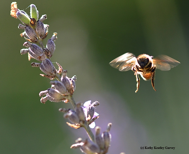 A honey bee can navigate around the sun, one student wrote.  (Photo by Kathy Keatley Garvey