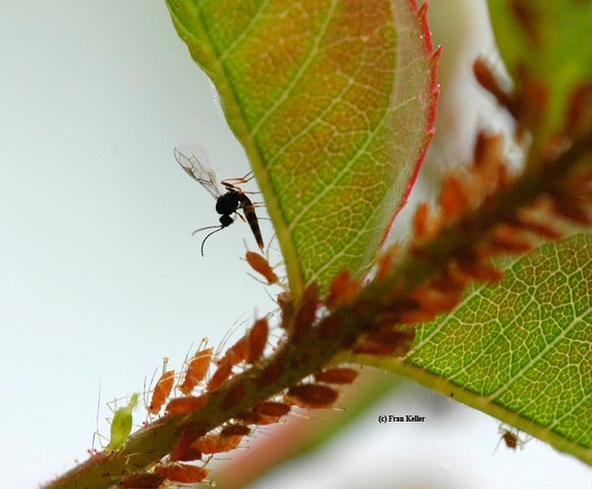 A wasp (family Aphidiinae) parasitizing aphids. See http://en.wikipedia.org/wiki/Aphidiinae. (Photo by Fran Keller, who received her doctorate in entomology from UC Davis this year)