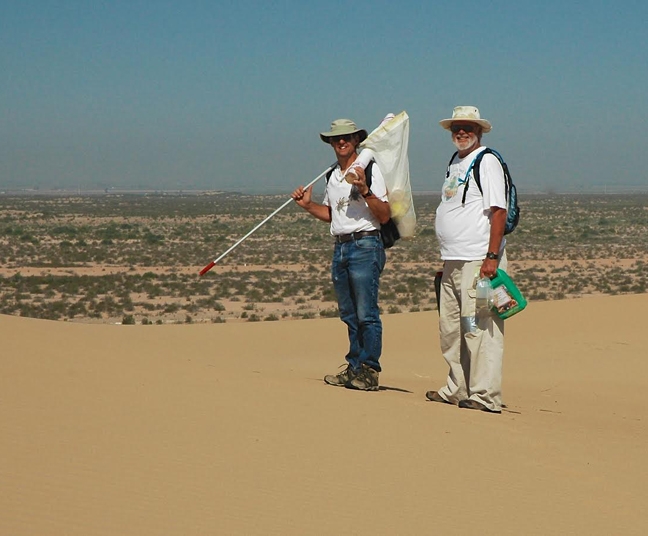 Bohart Museum senior museum scientist Steve Heydon (left) and emeritus professor Robbin Thorp doing research at Algodones Dunes, southeastern California. (Photo by Fran Keller)