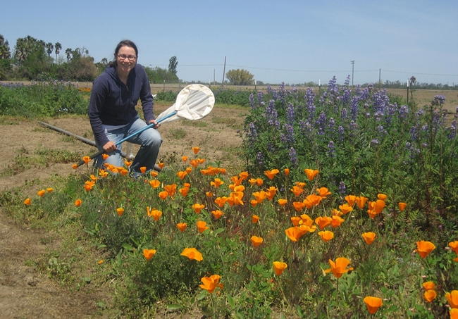 Katharina Ullmann, shown here in a research plot to attract bees, is the co-coordinator of the workshop.