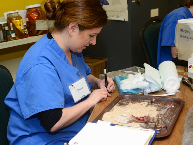 Olivia Dally, a UC Davis grad  who received her degree in wildlife fish and conservation biology in 2012, preparing specimens at the third annual Biodiversity Day.