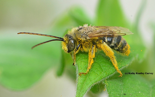 A longhorned bee, Melissodes robustior. (Photo by Kathy Keatley Garvey)