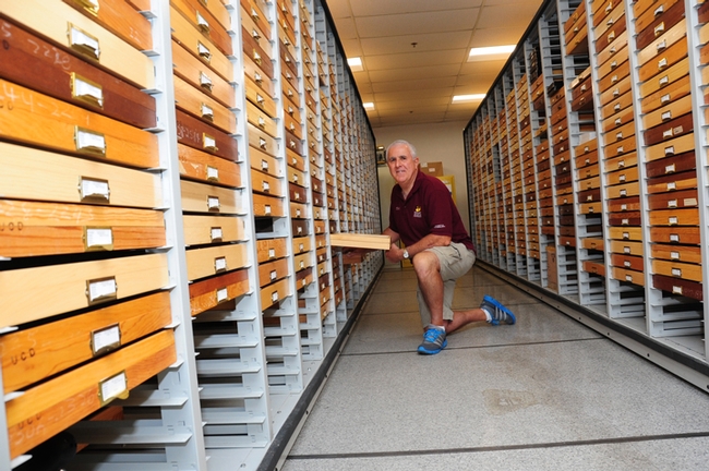 Entomologist Jeff Smith, a volunteer associate of the Bohart Museum for the past 27 years, is in charge of the butterfly and moth collection. (Photo by Kathy Keatley Garvey)