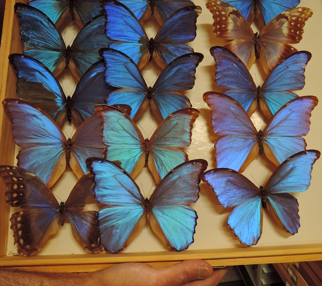 These colorful butterflies draw a lot of attention at the Bohart Museum of Entomology.They are South American morpho butterflies, Morpho menelaus.