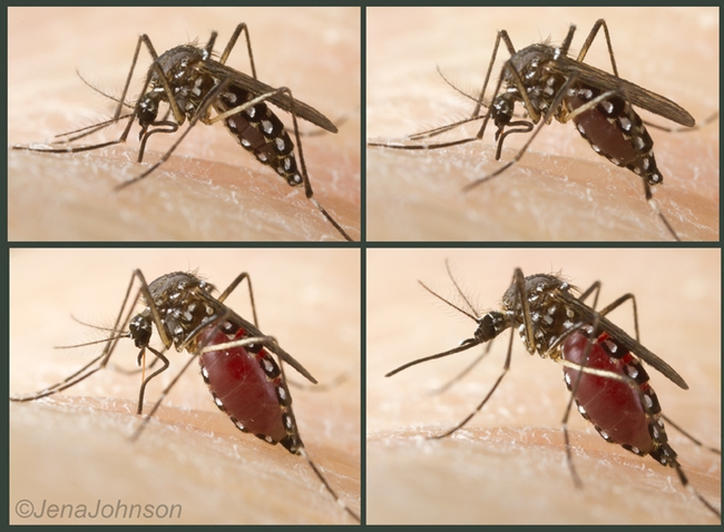 The dengue mosquito, Aedes aegypti, taking a blood meal from the photographer/entomologist Jena Johnson. She is married to entomologist Michael Strand, who will speak at the UC Davis seminar April 8. (Images by Jena Johnson)