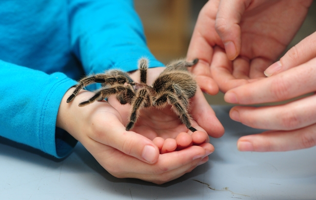 A crowd favorite at the Bohart Museum of Entomology is Peaches, a rose-haired tarantula. (Photo by Kathy Keatley Garvey)