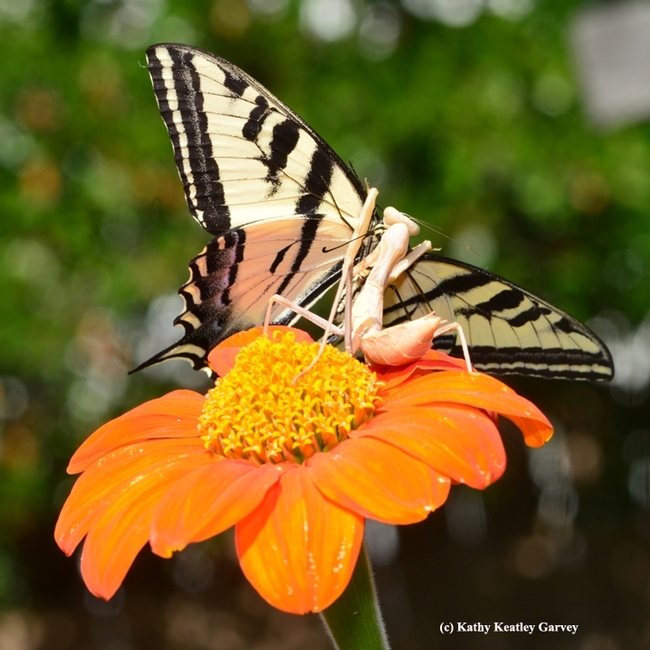 This photo of a praying mantis snagging a Western tiger swallowtail won a bronze award in the ACE competition. (Photo by Kathy Keatley Garvey)