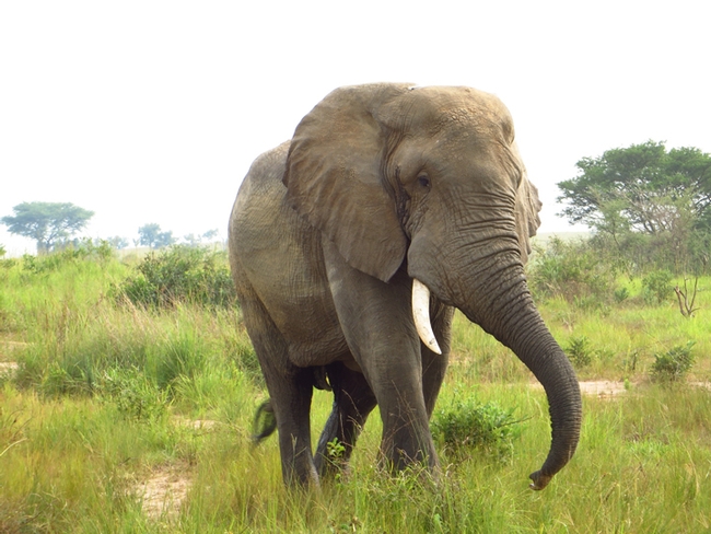 African elephant in Murchison Falls National Park, Uganda (2014). (Photo by Patty Carey)

African elephant. (Photo by Patty Carey.
