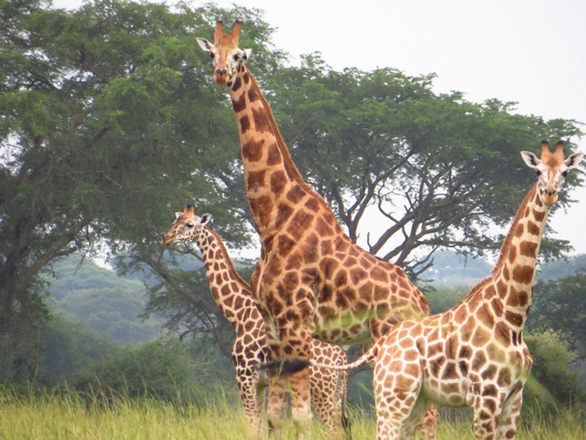 Giraffes in the Murchison Falls National Park, Uganda (2014). (Photo by Barbara Brown)