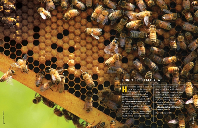 This is the honey bee photo that won Penn State's first At Large photo contest. (Photo by Bernardo Niño)