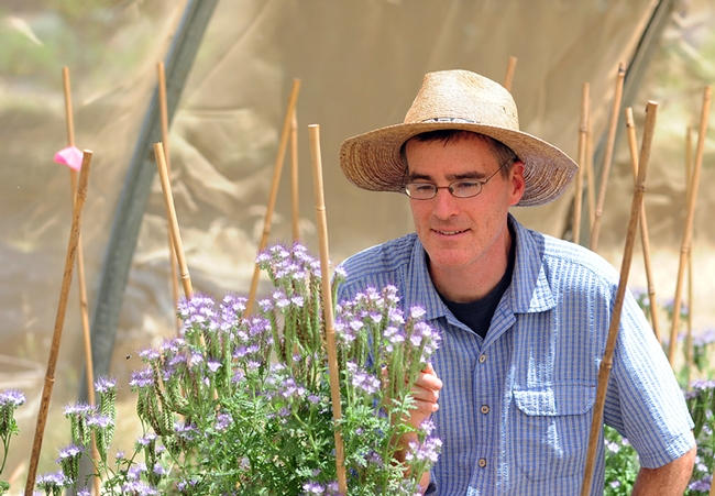 Pollination ecologist Neal Williams working on bee research. (Photo by Kathy Keatley Garvey)