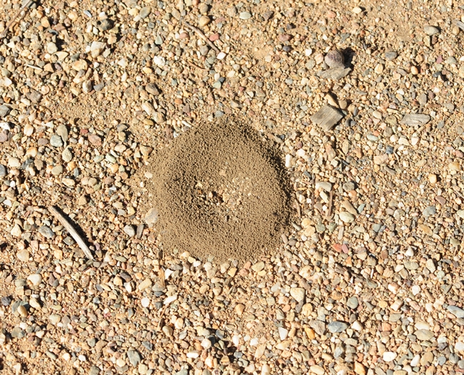 A crater made by Dorymyrmex ants. The most frequently encountered species around Davis and the Haven is D. bicolor, according to ant specialist/graduate student Brendon Boudinot of the Phil Ward lab. (Photo by Kathy Keatley Garvey)