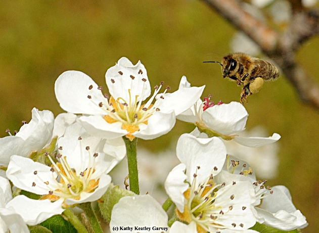 Pollen-laden honey bee heading for pear blossoms. (Photo by Kathy Keatley Garvey)