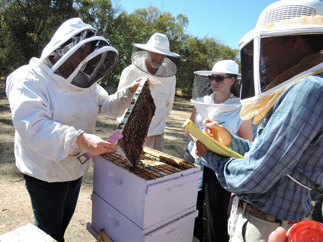 Elina Lastro Niño opens a hive for a class of beginning beekeepers. (Photo by Kathy Keatley Garvey)