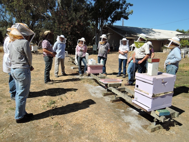 Staff research associate Bernardo Niño (plaid shirt, third from left) leads a class at the Harry H. Laidlaw Jr. Honey Bee Research Facility. (Photo by Kathy Keatley Garvey)