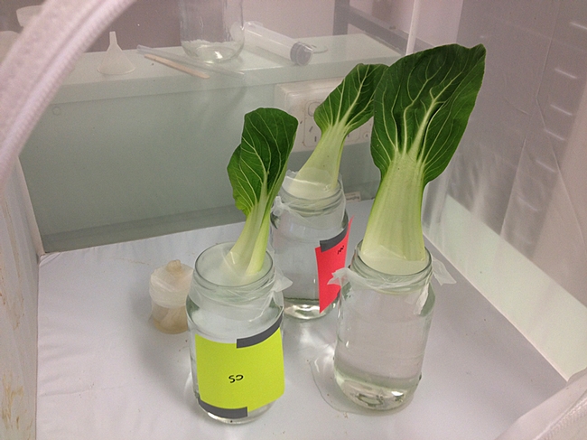 This image: three cabbage leaves in a cage and ovipositing female moths having a choice between them. (Photo by Christian Nansen)