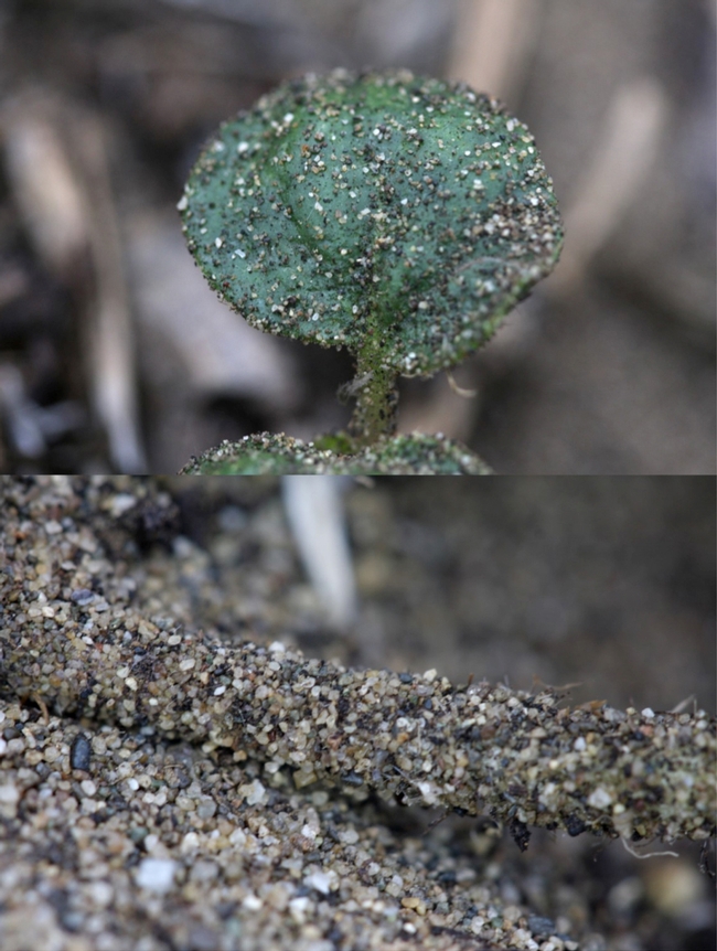 Sand verbena, Abronia latifolia, at Bodega Marine Reserve, Bodega Bay, Calif. Photo shows a young leaf with a sparse coating of sand on the upperside. (Photo by Eric LoPresti)