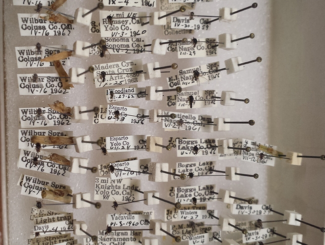 A display at the Bohart Museum of Entomology. (Photo by Maribel 