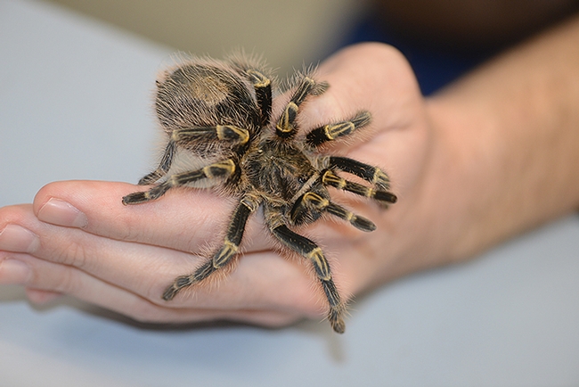 A tarantula was a favorite attraction at the Bohart Museum of Entomology. (Photo by Kathy Keatley Garvey)