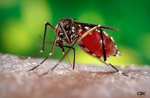 Aedes aegypti, the yellow fever mosquito. (Photo by James Gathany/CDC)