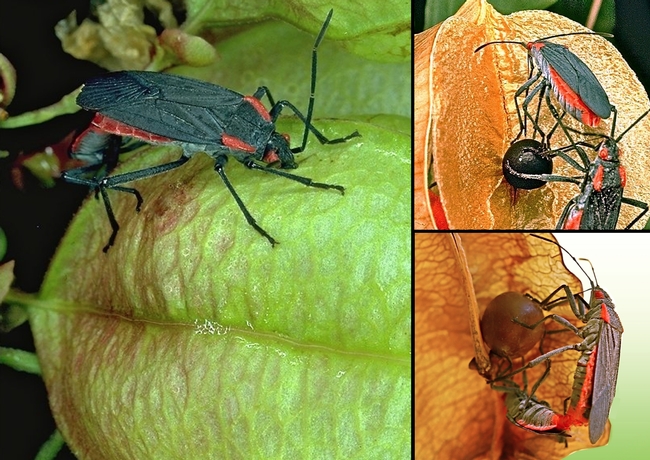 The soapberry bug (Jadera haematoloma). (Photos by Scott Carroll)